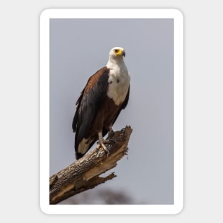 African Fish Eagle Sticker